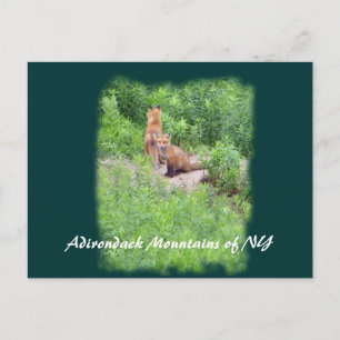 Foxer, Adirondack Mountains of NY Vykort