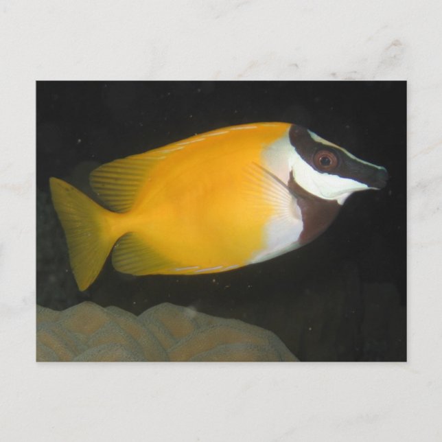 Foxface Rabbitfish Vykort (Framsida)