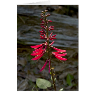 Foxfire blommor OBS kort