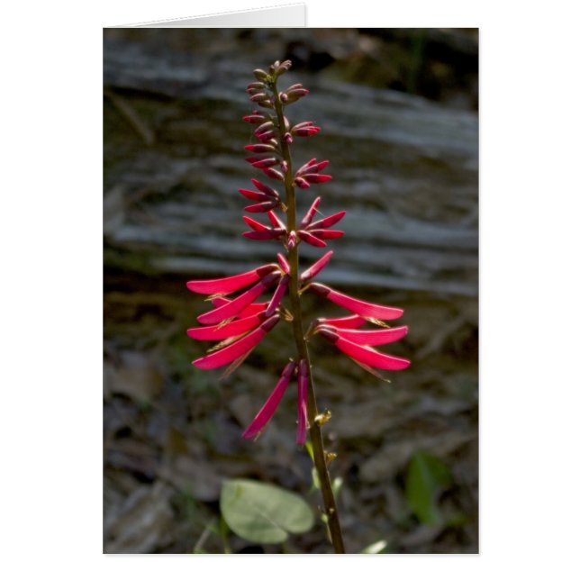 Foxfire blommor OBS kort (Framsidan)