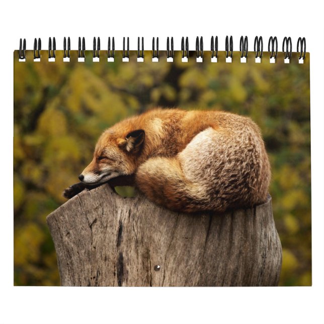 Foxfoxar i naturfotografi kalender (Omslag)