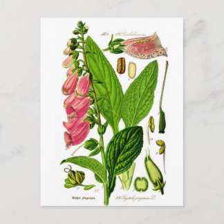 Foxglove (Digitalis purpurea) Botany Illustration Vykort