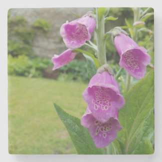 Foxglove Flower Underlägg Sten
