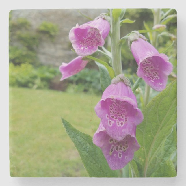 Foxglove Flower Underlägg Sten (Framsidan)