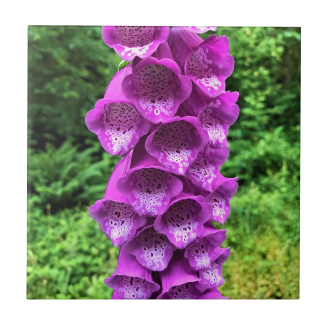Foxglove Flowers, Oregon Kakelplatta (Framsidan)
