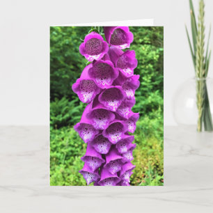 Foxglove Flowers, Oregon Kort