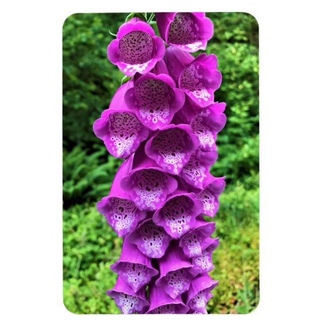 Foxglove Flowers, Oregon Magnet (Vertikal)