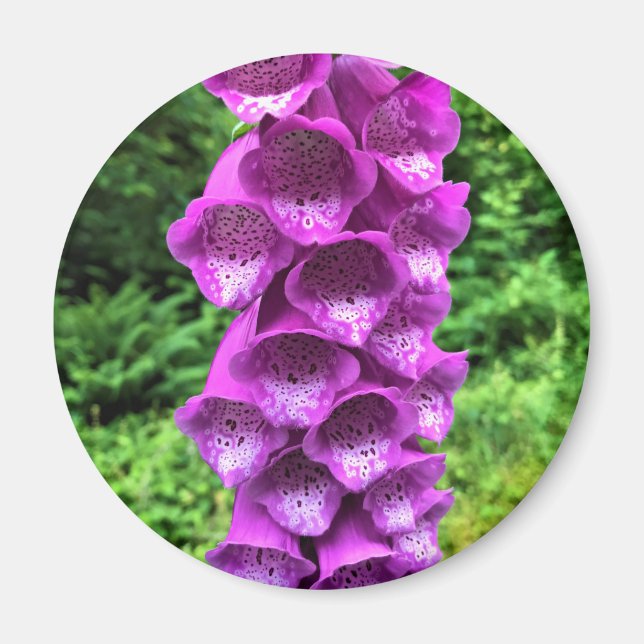 Foxglove Flowers, Oregon Magnet (Framsidan)
