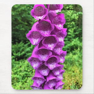 Foxglove Flowers, Oregon Musmatta