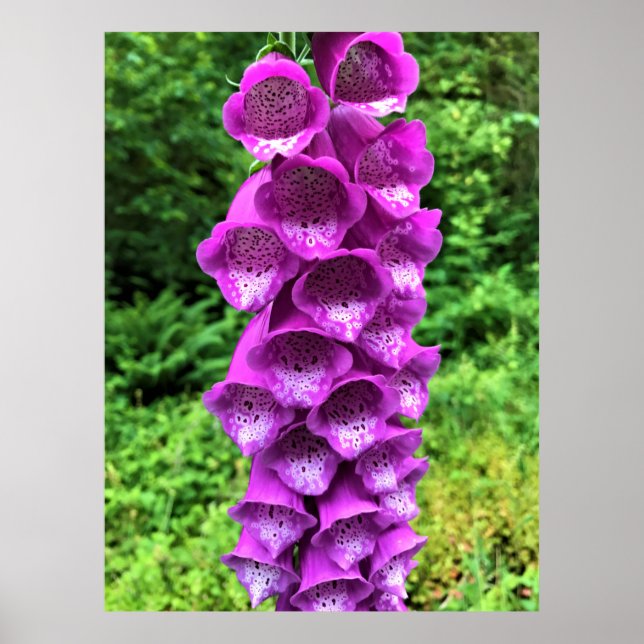 Foxglove Flowers, Oregon Poster (Framsidan)