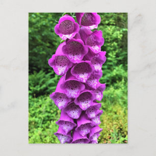 Foxglove Flowers, Oregon Vykort