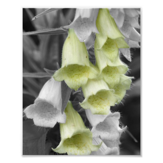 Foxglove Flowers Partial Färg 8x10 Fototryck (Framsidan)