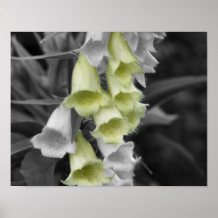 Foxglove Flowers Partial Färg Poster