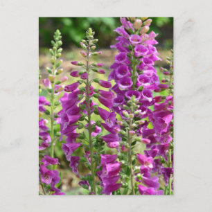 Foxglove Flowers Vykort