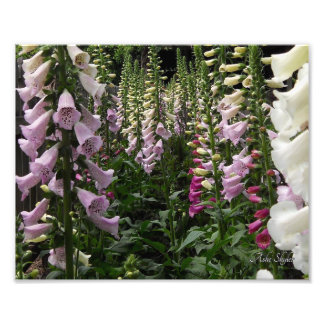 Foxglove Garden Fototryck