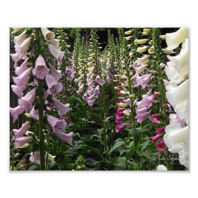 Foxglove Garden Fototryck (Framsidan)