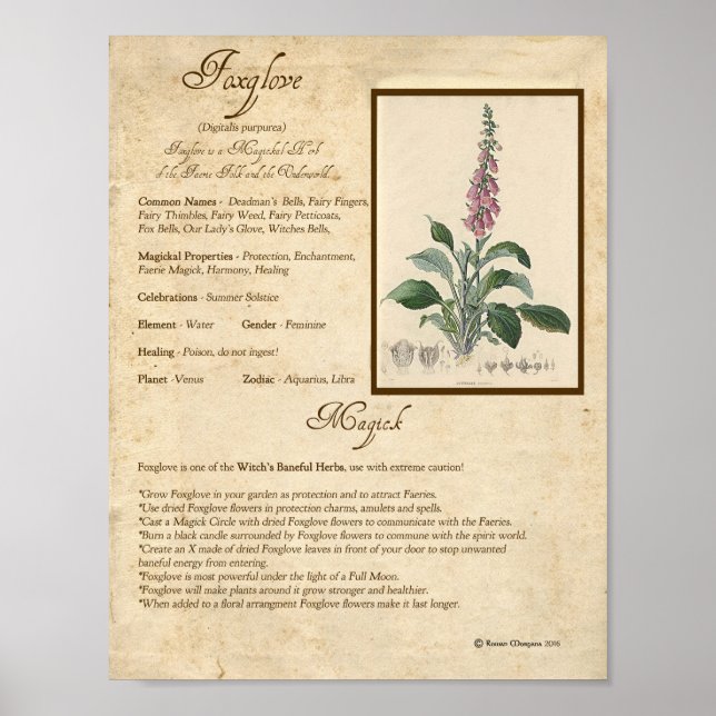 FOXGLOVE MAGICK HERB POSTER (Framsidan)