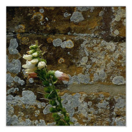 Foxglove och Stone Fototryck