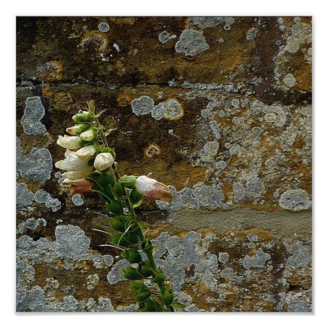 Foxglove och Stone Fototryck (Framsidan)