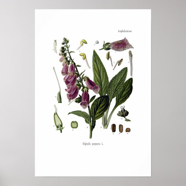 Foxglove Poster (Framsidan)
