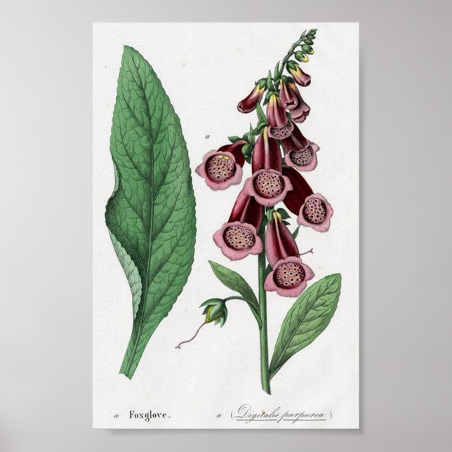 Foxglove Poster (Framsidan)