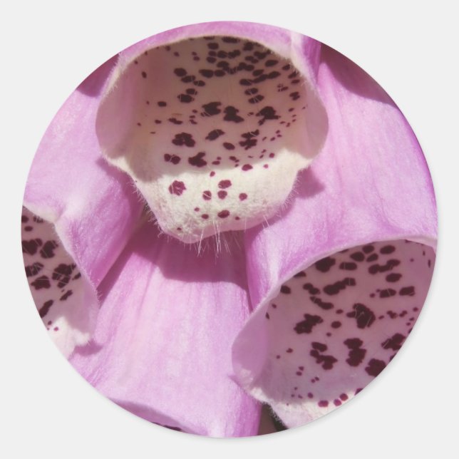 Foxglove Stickers Runt Klistermärke (Framsida)