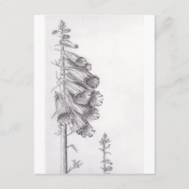 Foxglove Vykort (Framsida)
