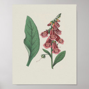 Foxglove Wildblomma Botaniskt blomma Poster