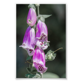 Foxglove's blommor fototryck