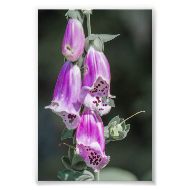 Foxglove's blommor fototryck (Framsidan)