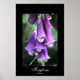 Foxgloves vid den Steven dalen Poster
