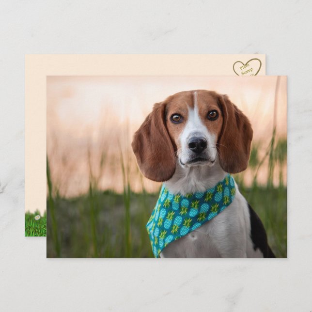 Foxhound-vykort Helg Vykort (Fram/baksida)