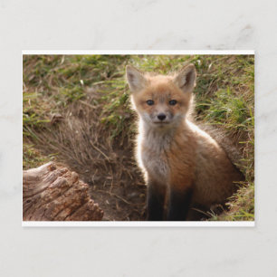 foxpaket vykort