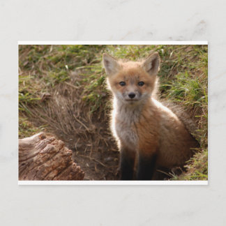 foxpaket vykort