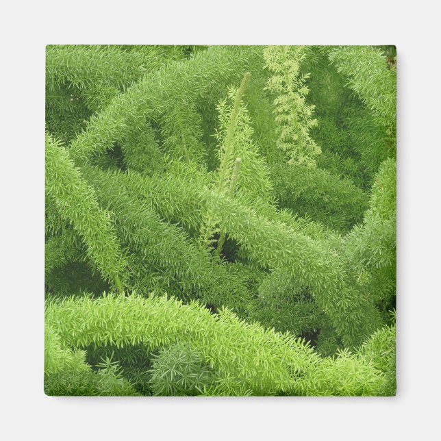 Foxtail Fern, Asparagus densiflorus myers Magnet (Framsidan)