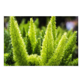 Foxtail Fern Fototryck