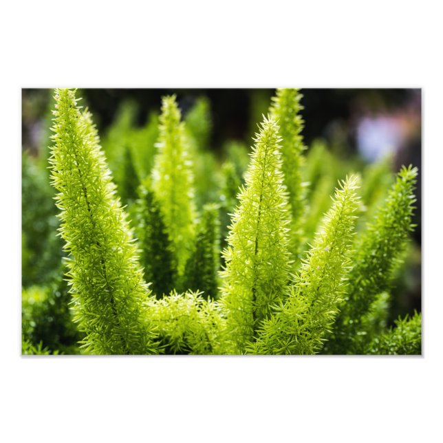 Foxtail Fern Fototryck (Framsidan)