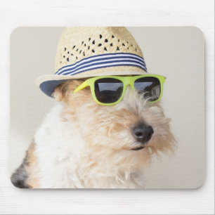 Foxterrier Musmatta