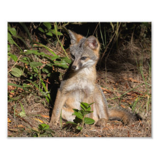 Foxy Baby Fototryck