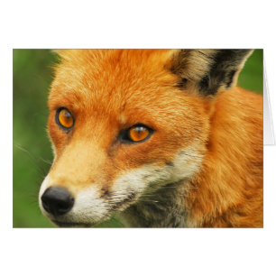 Foxy Dam Hälsningskort