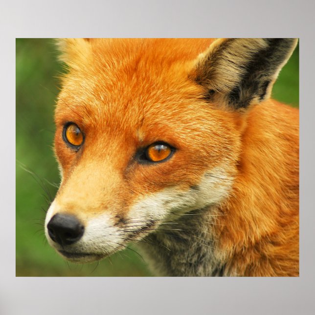 Foxy Dam Poster (Framsidan)