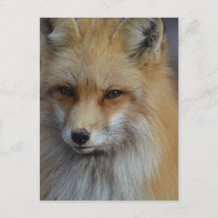 Foxy Fox Vykort