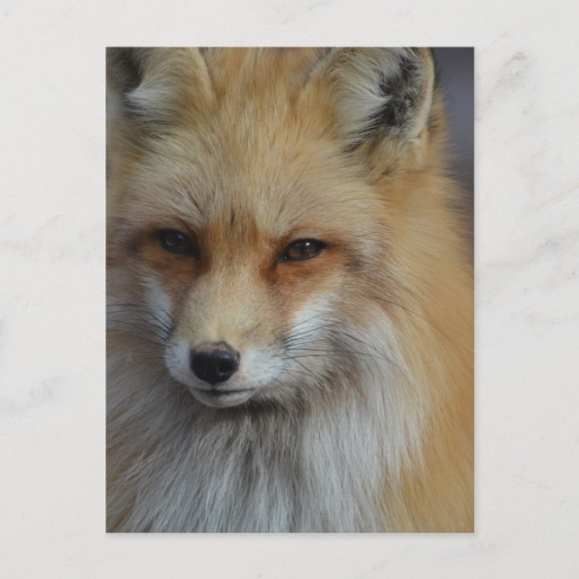 Foxy Fox Vykort (Framsida)