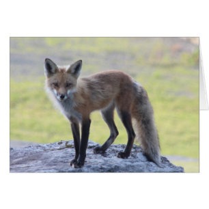 Foxy Momma Hälsningskort