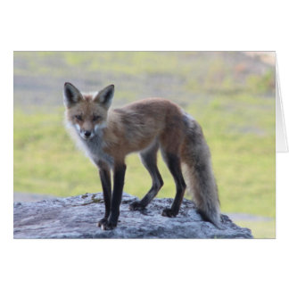 Foxy Momma Hälsningskort