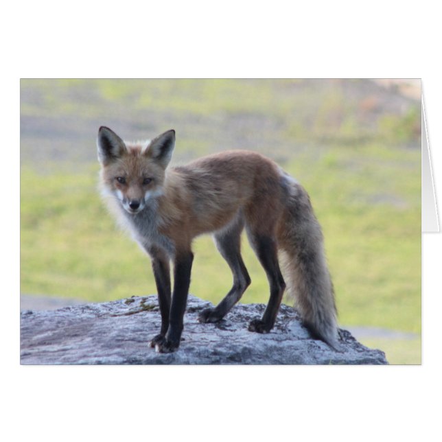 Foxy Momma Hälsningskort (Framsidan Horizontal)
