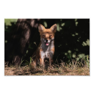 Foxy Smile från Shadows Fototryck