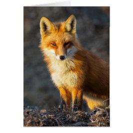 Foxy Stare Hälsningskort