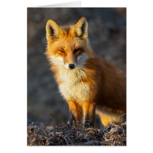 Foxy Stare Hälsningskort