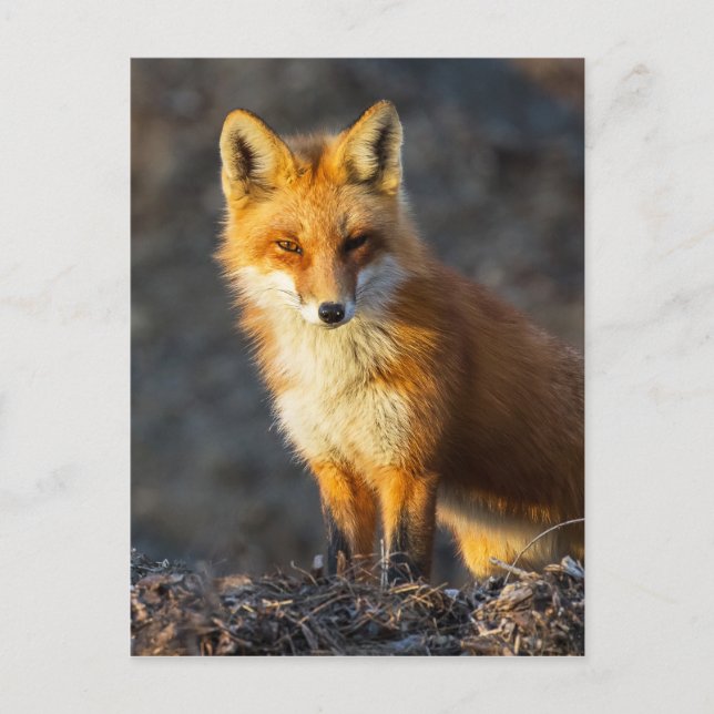 Foxy Stare Vykort (Framsida)